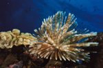 Feather Duster Worm