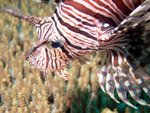 Common Lionfish