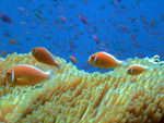 Pink Anemonefish