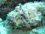 Scorpionfish