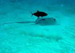 Stingray with Shadow